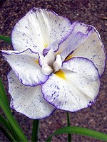 Photos Iris ensata